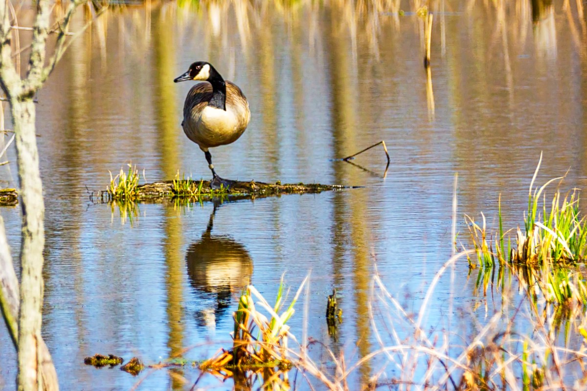 Banded Goose