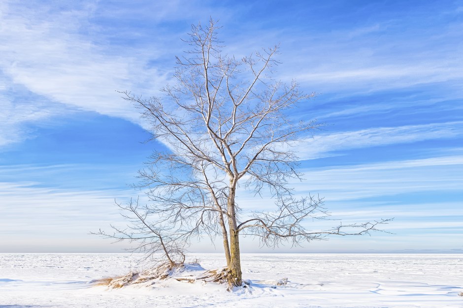 Beach Tree Beside Frozen Lake
