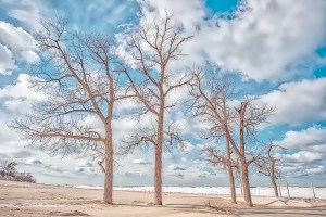 Beach Trees and Shelf Ice in Winter Light