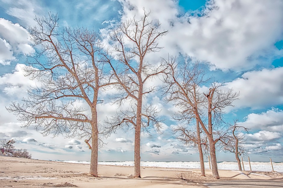 Beach Trees and Shelf Ice in Winter Light