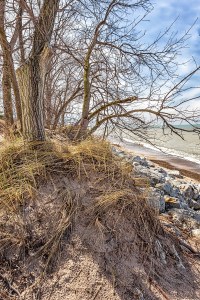 Beach Trees in Early April