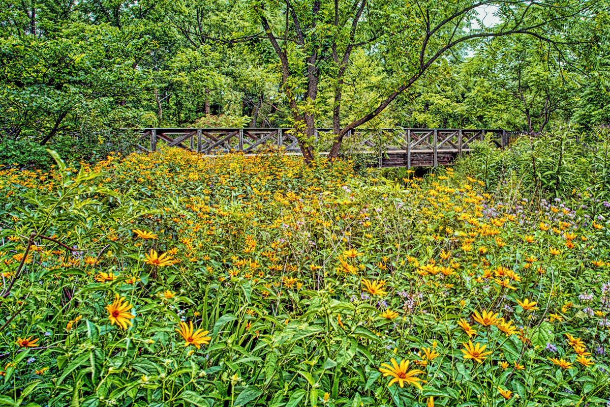 Bridge Amidst Wildflowers