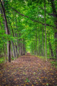 Chellberg Cart Trail in Mid-October