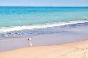 Clear Skies and Seagull