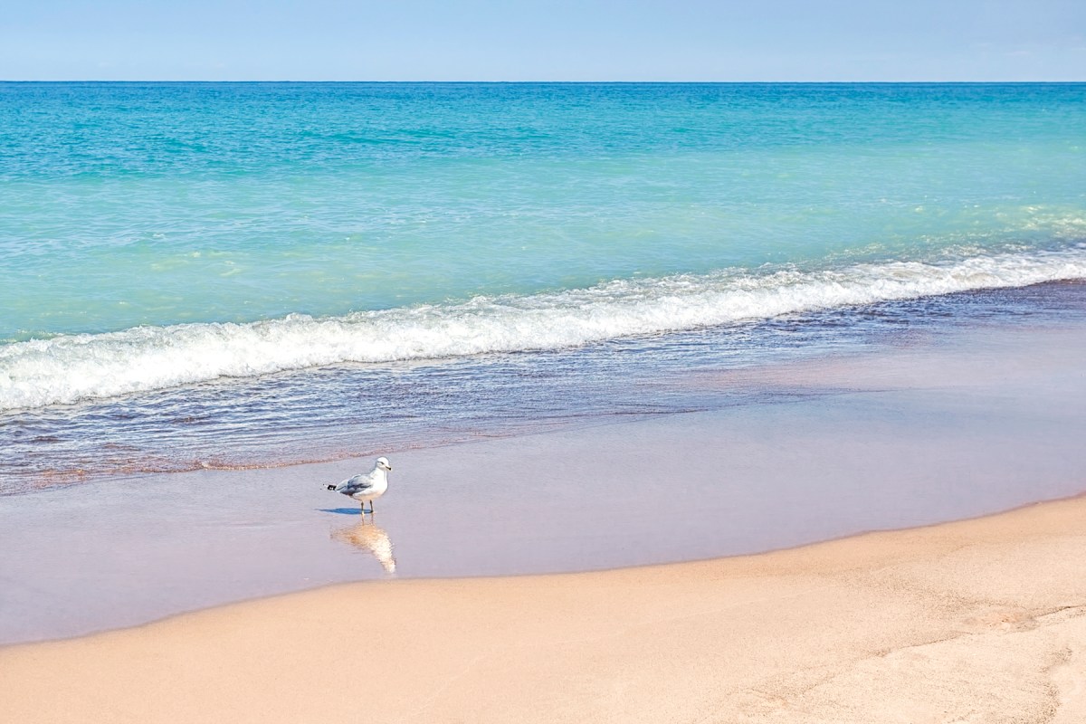 Clear Skies and Seagull