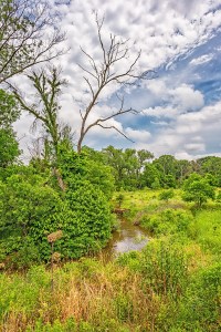 Coffee Creek in Early Summer