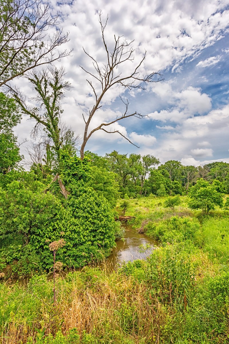 Coffee Creek in Early Summer