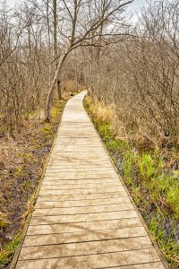Cowles Bog Walkway