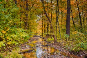 Creek After Autumn Wind Storm