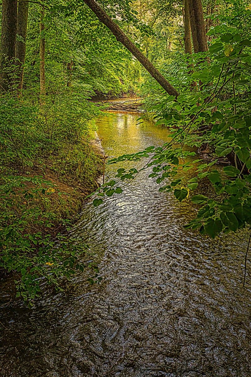 Creek After Rain