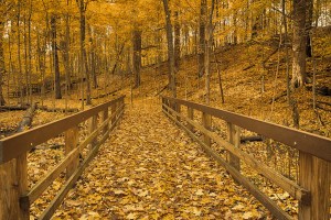 Creek Bridge After Weekend Winds