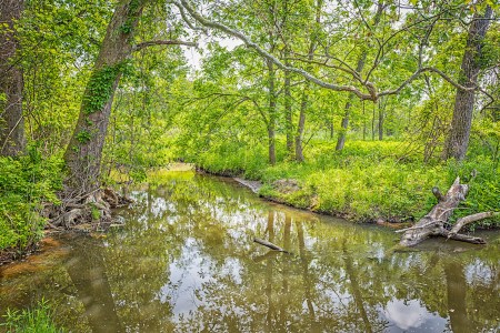 Creek in Early June