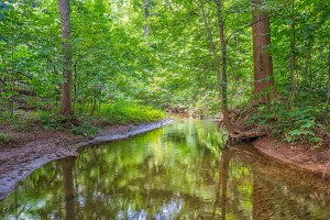 Creek in July