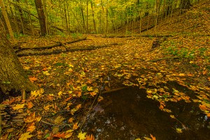 Creek Under Autumn Leaves