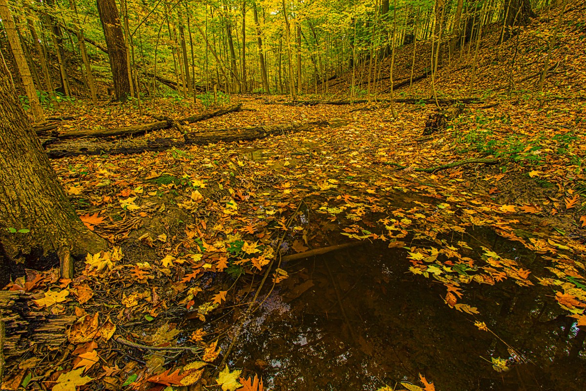Creek Under Autumn Leaves