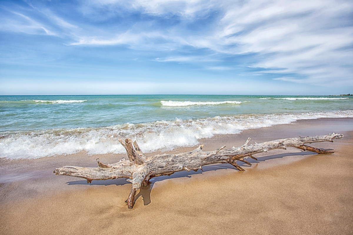 Driftwood at Mt Baldy Beach