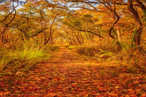 Dune Woods Trail in November
