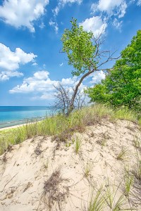 Dune Tree in Early September
