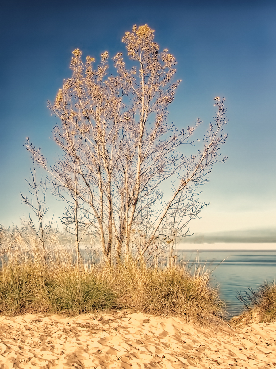 Dune Tree in Winter Light