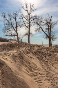 Dune Trees at Easter Weekend