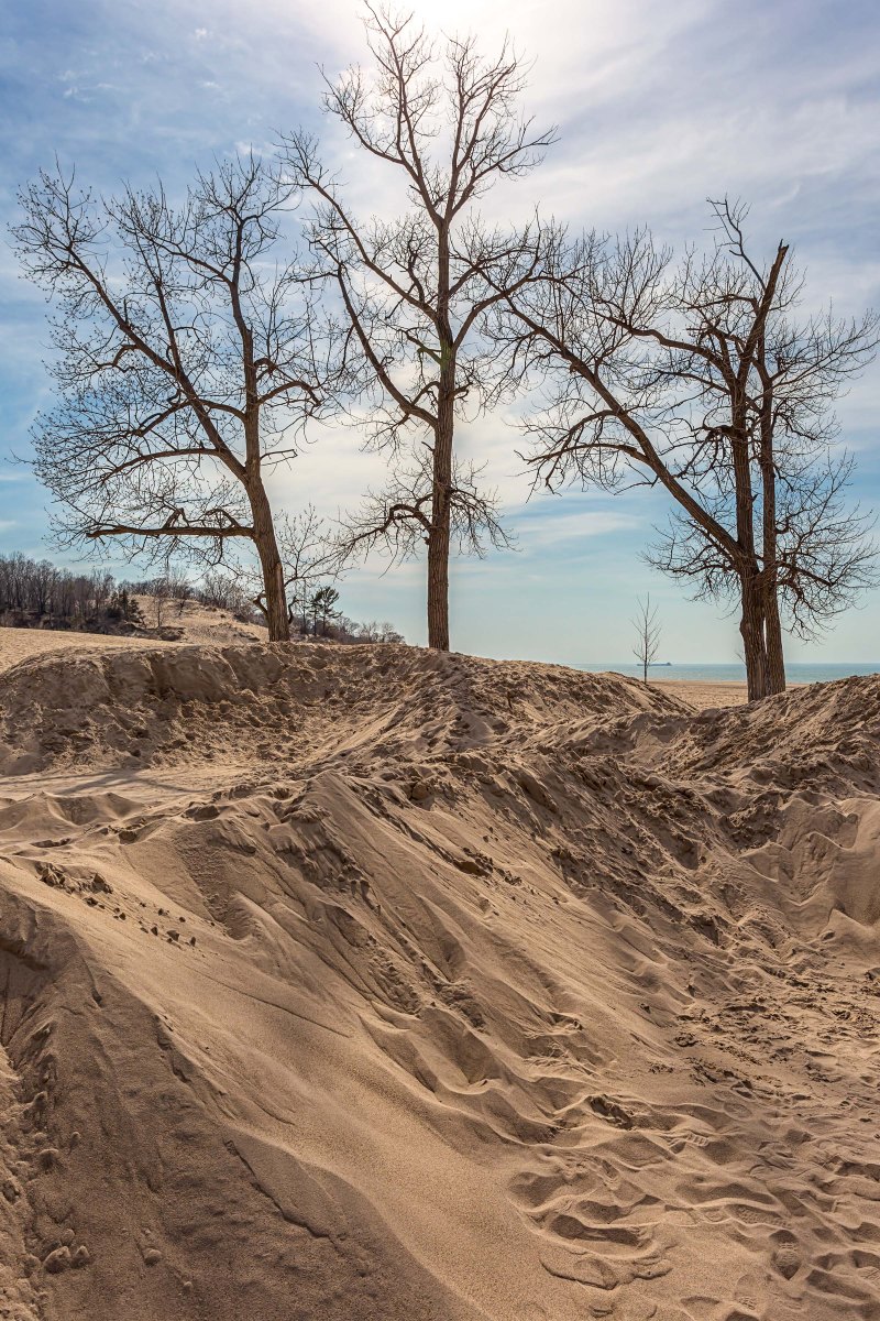 Dune Trees at Easter Weekend