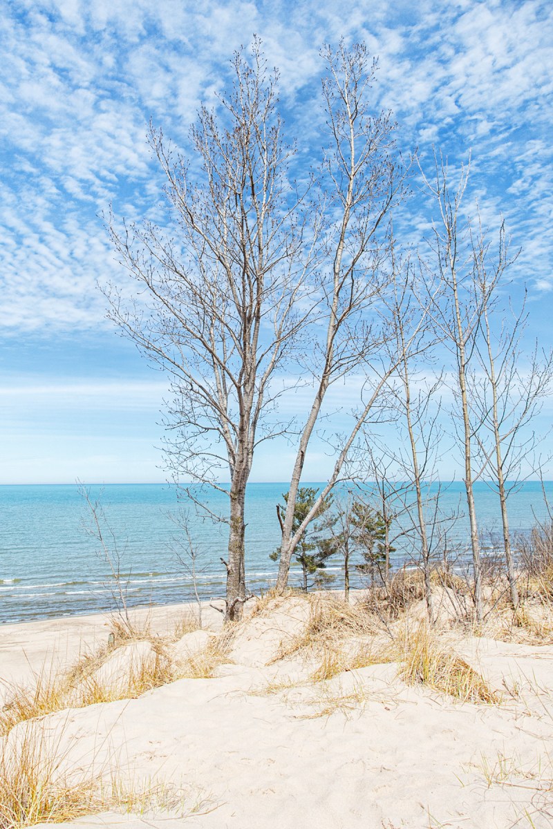 Dune Trees at Start of April