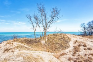 Dune Trees on Last Winter Day