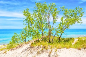 Dune Trees on Ridge Above Lake Michigan