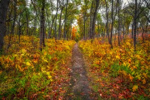 Dune Woods Trail in November