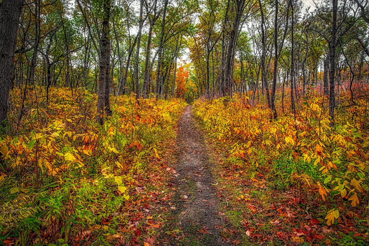 Dune Woods Trail in November