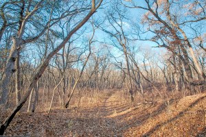Dune Ridge Trail on Mild December Day