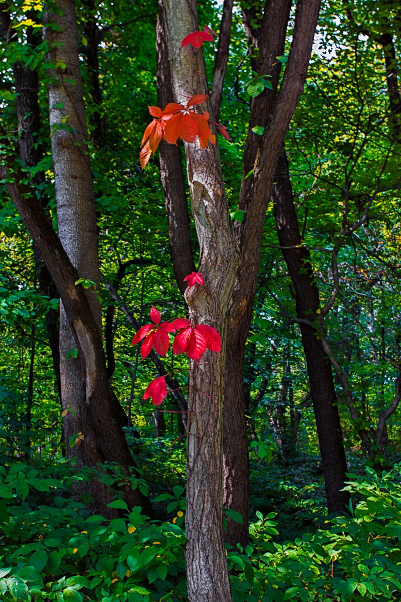 Early Signs of Autumn