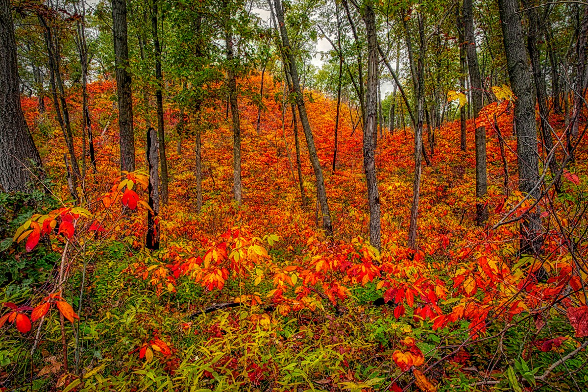 Fall Foliage Fills Dune Hill