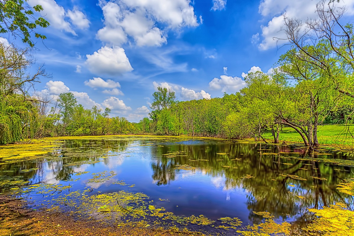 Farm Pond in June