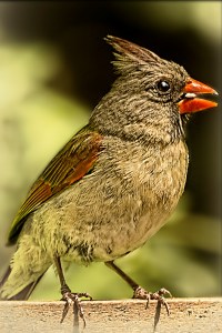 Female Cardinal