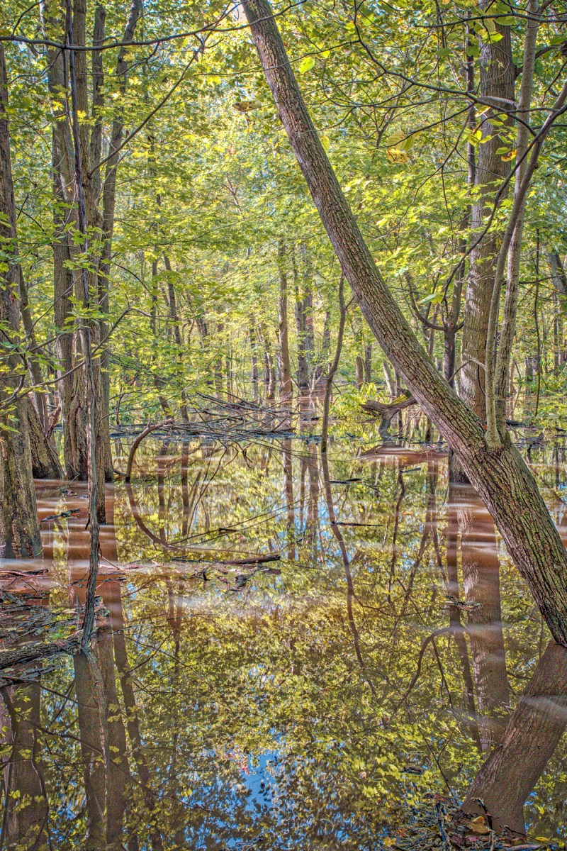 Flooded Forest After October Rain