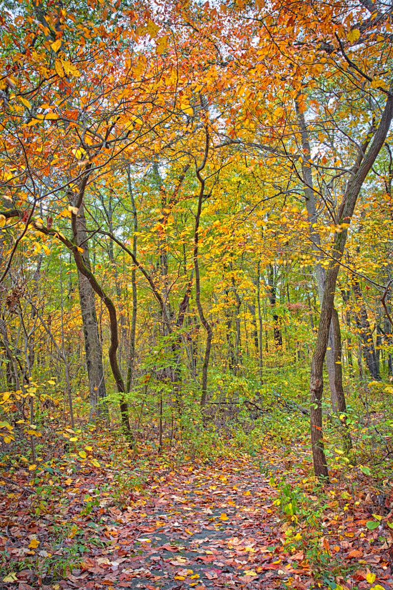Glenwood Dunes Trail in Autumn