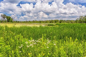 Great Marsh in June