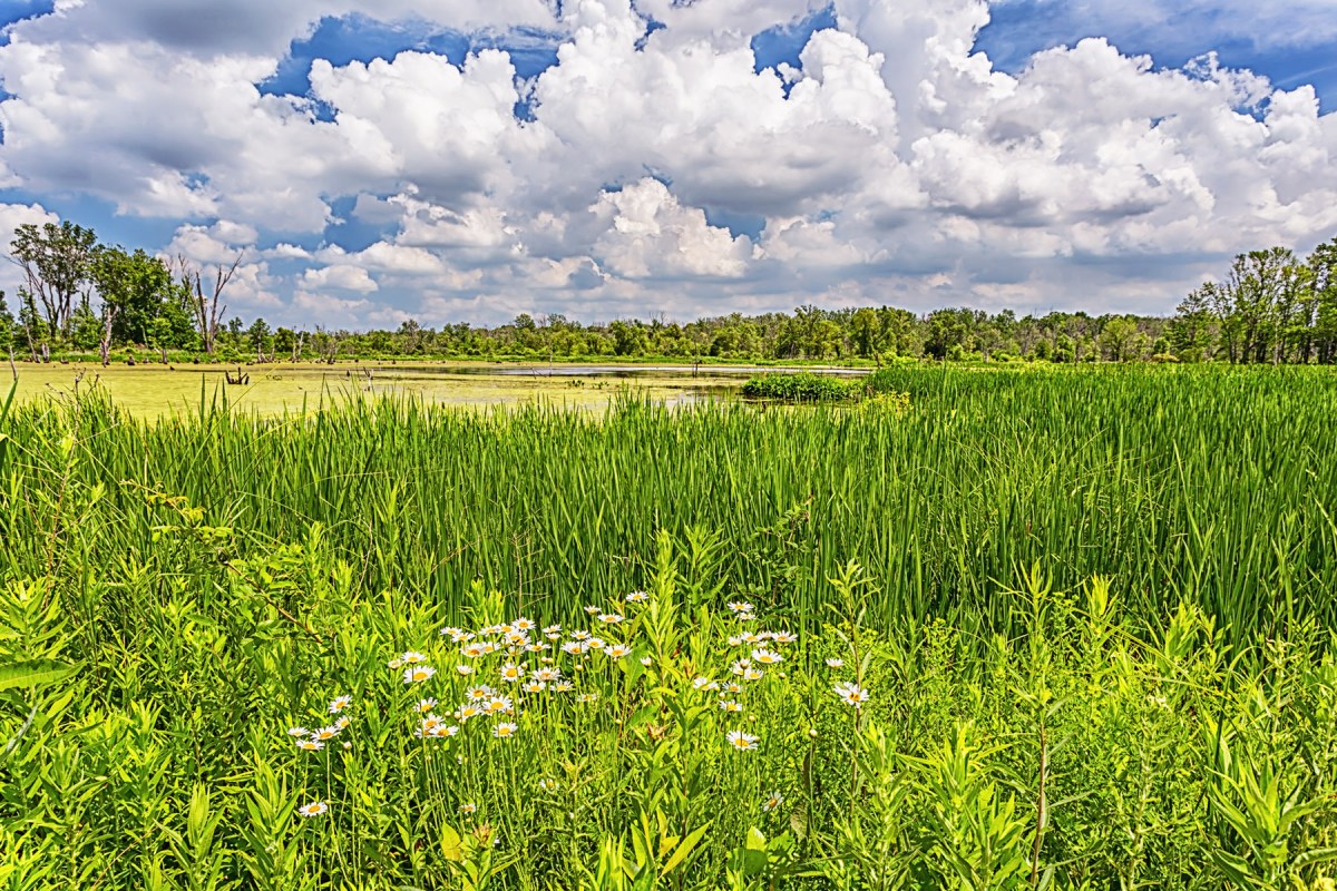 Great Marsh in June