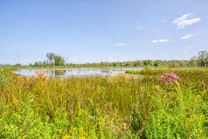 Great Marsh in Late August