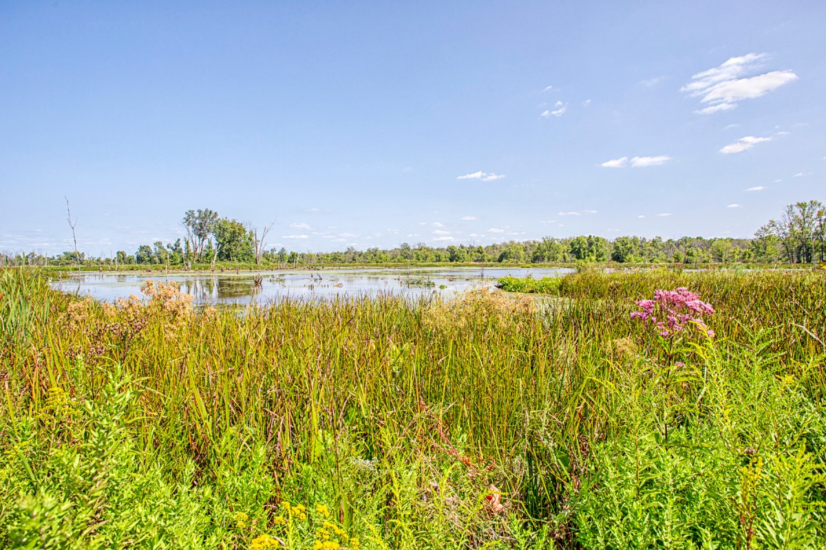Great Marsh in Late August