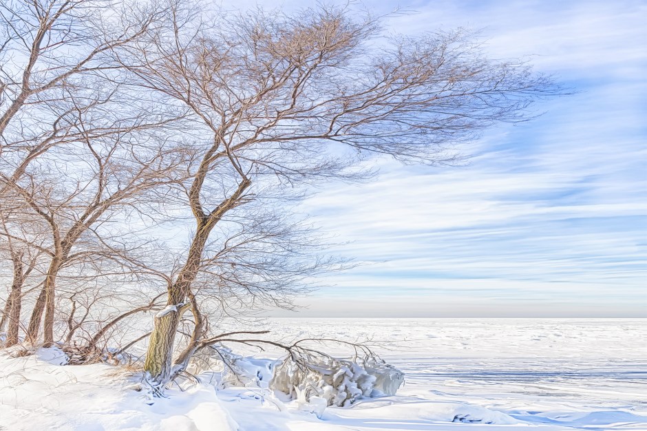 Lake View Tree in Freezing Wind