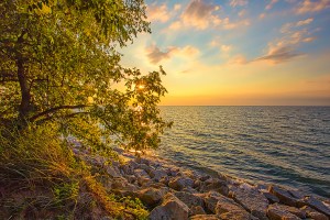 Late Sun Seen Through Leaves