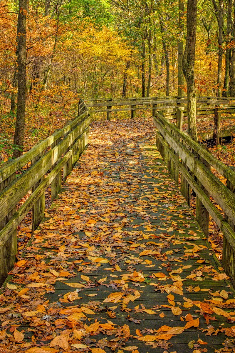 Leaf Fall After Rain