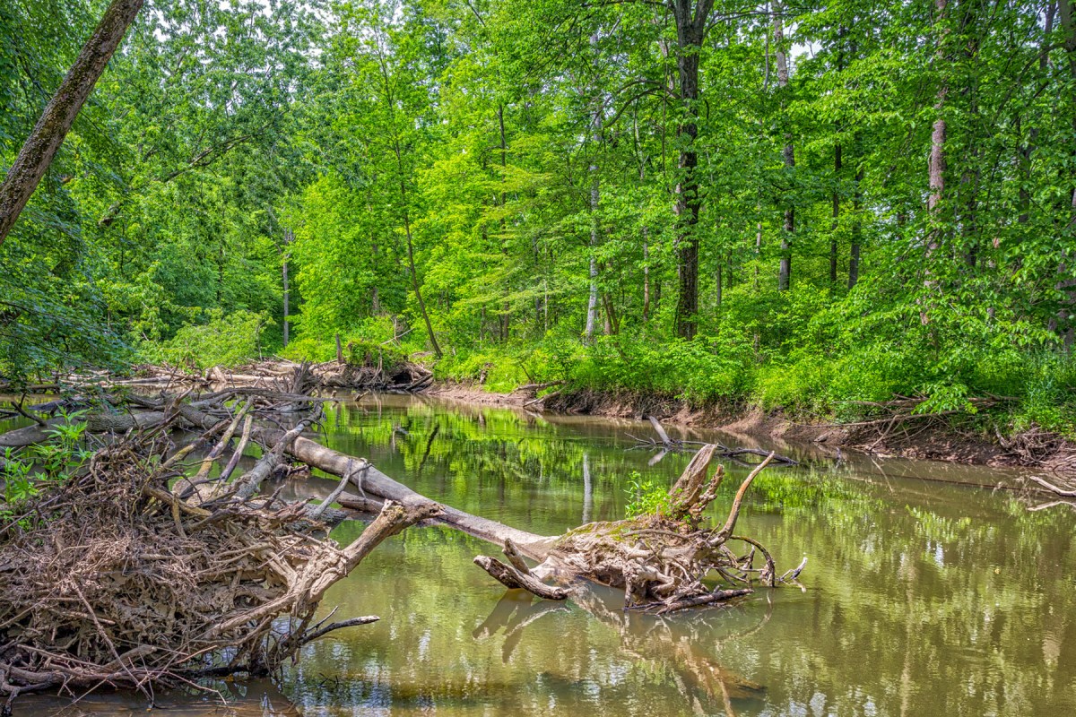 Little Calumet River in Early June