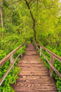 Marsh Bridge on Cloudy July Day