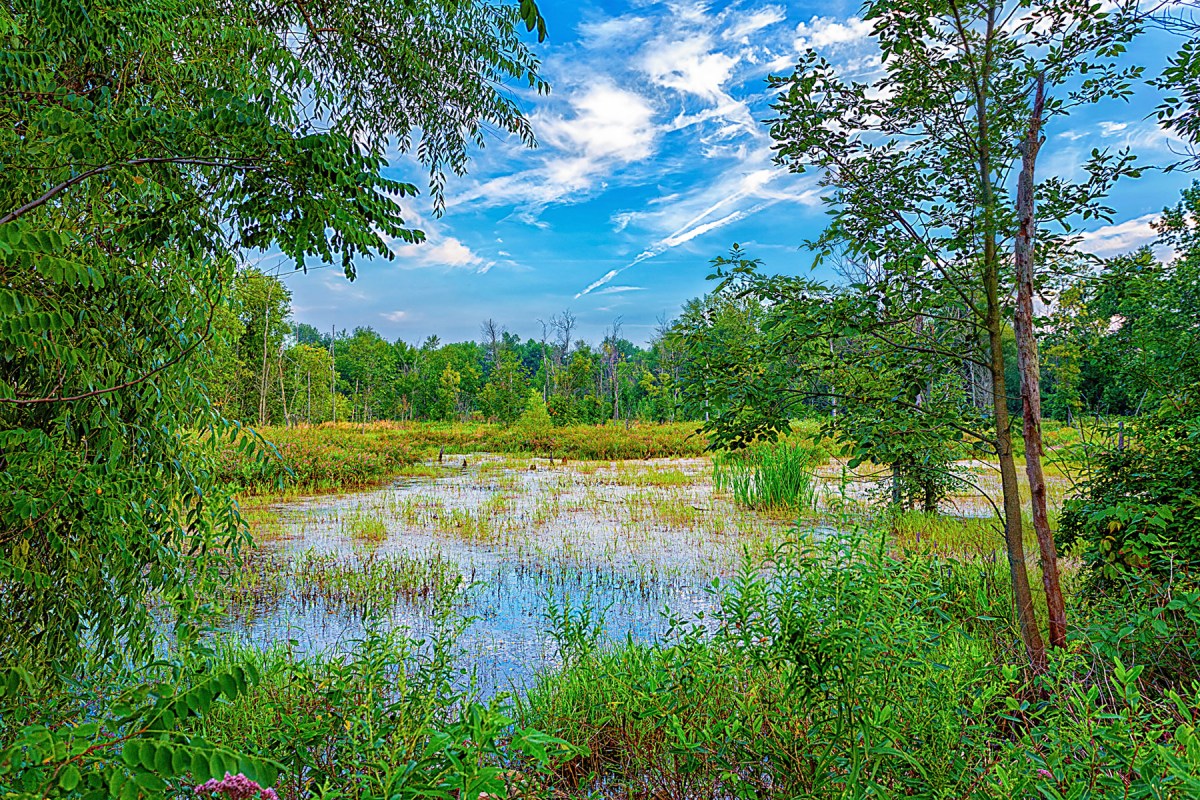Marsh in Late Summer