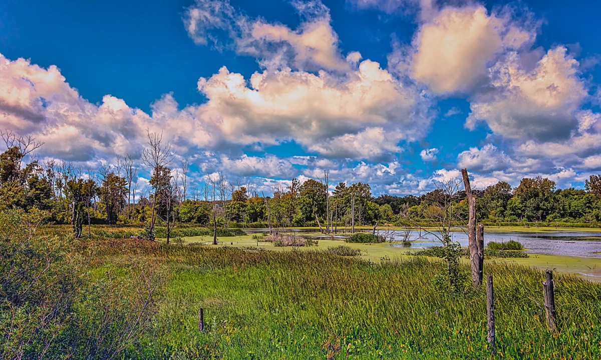 Marsh in Mid-August