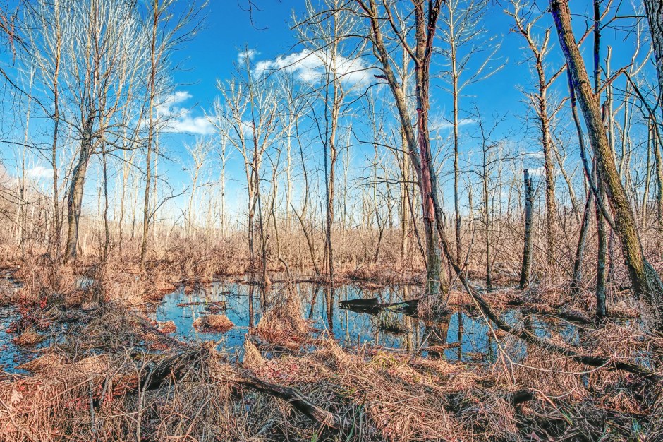 Marsh in Winter Sunshine
