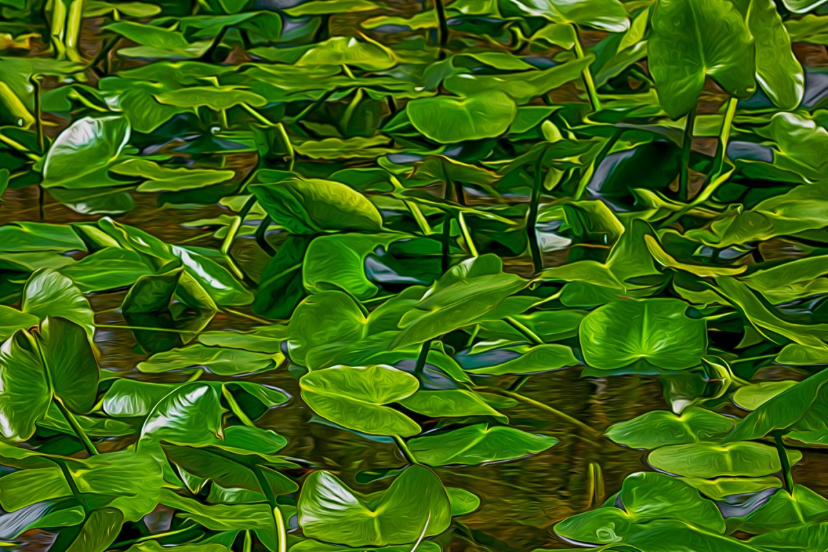 Marsh Lily Pads